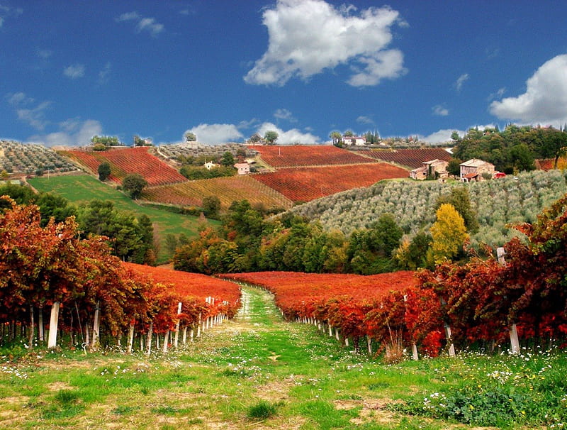 Le Vigne Rosse del Sagrantino, colorful, autumn, lovely, grass, wine, vineyard, bonito, sky, clouds, countryside, grape, nice, village, HD wallpaper