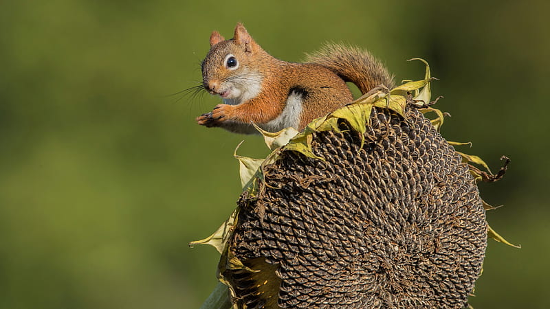 Fox Squirrel Is Standing On Dry Sunflower Squirrel, HD wallpaper