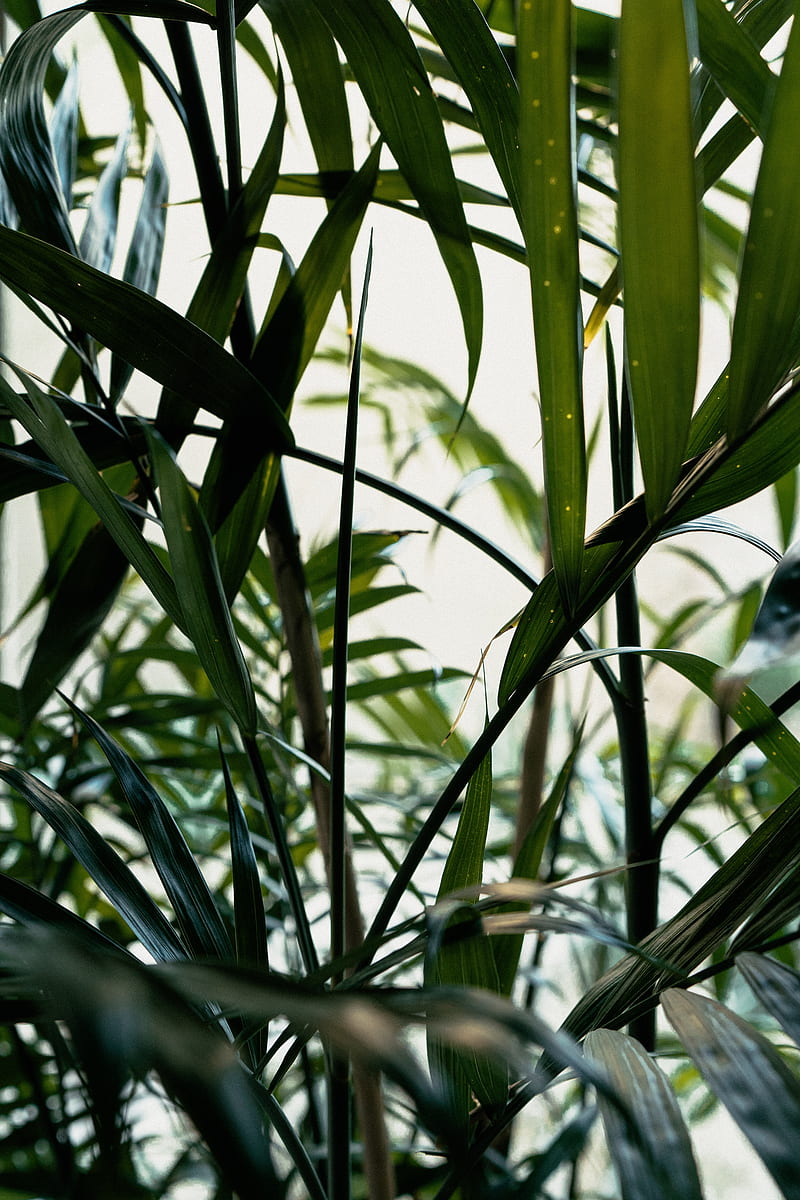 plant, leaves, green, stem, HD phone wallpaper