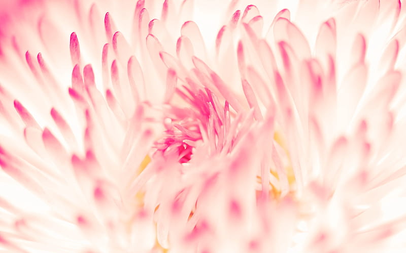 spring daisy flower-Flower, HD wallpaper