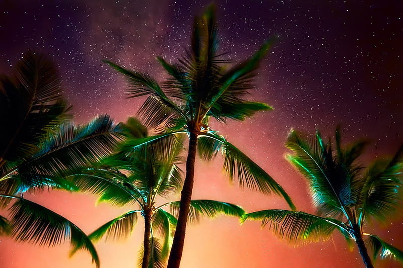 Night sky, Stars, Palm trees, Sky, Night, HD wallpaper | Peakpx