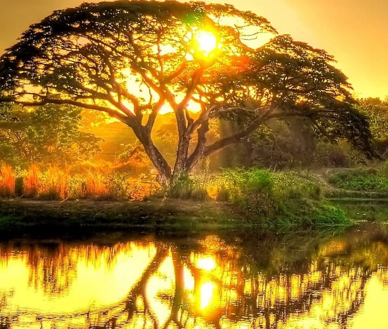 Sun Kissed Tree, tree, sun, sun light, bonito, yellow, river, Nature ...