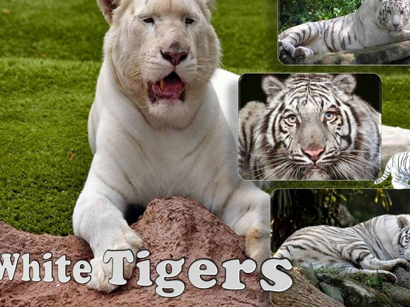 White tigers, white tiger, tiger, animal, HD wallpaper White tigers, white tiger, tiger, animal, HD wallpaper