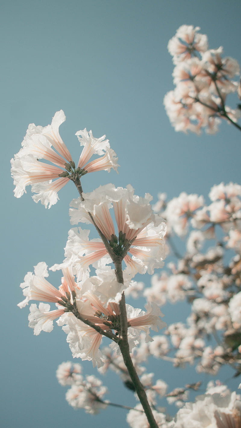 Flores de pétalos de color rosa, planta, flor, flor, naturaleza, Fondo de  pantalla de teléfono HD | Peakpx