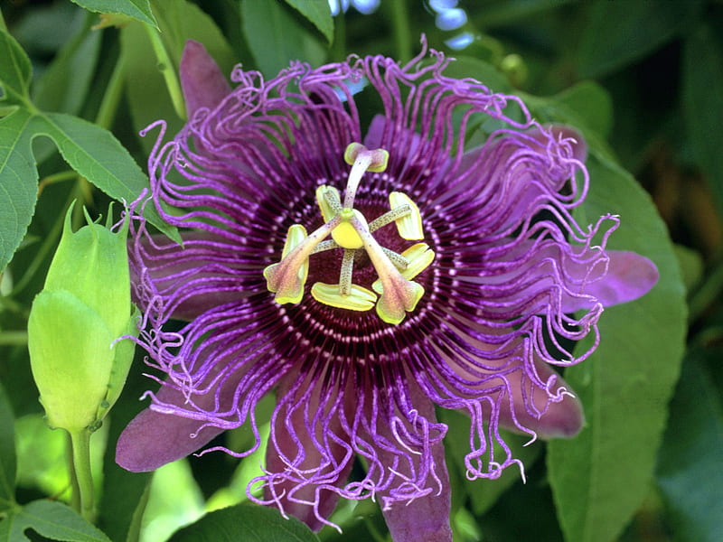 1920x1080px, 1080P free download | Untitled, passion flower, passion ...