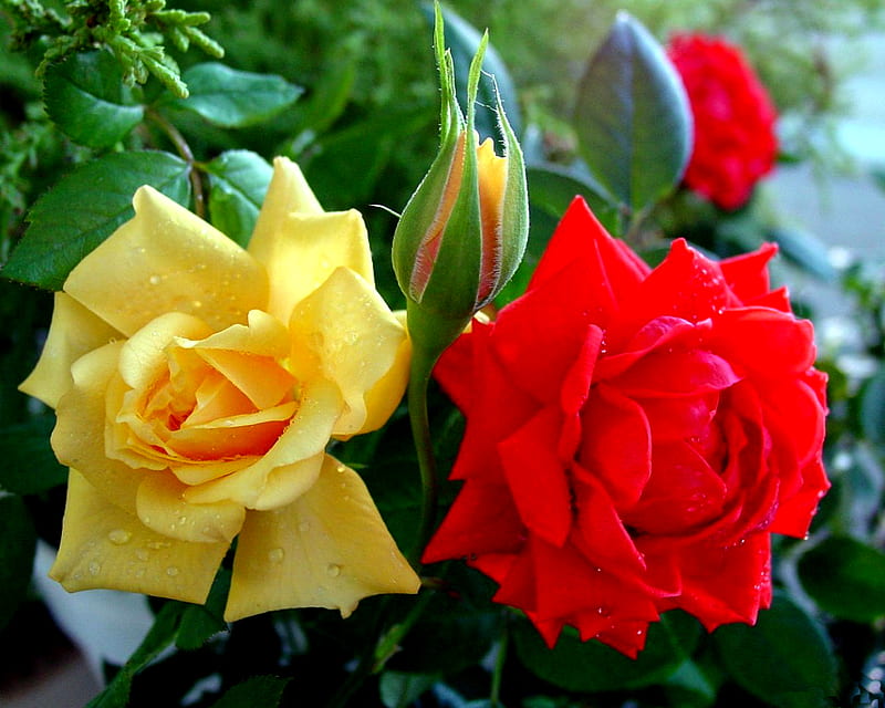 Red and Yellow Roses for Carol, red, rose, yellow, bonito, roses, graphy, flower, flowers, garden, nature, flowerbed, HD wallpaper