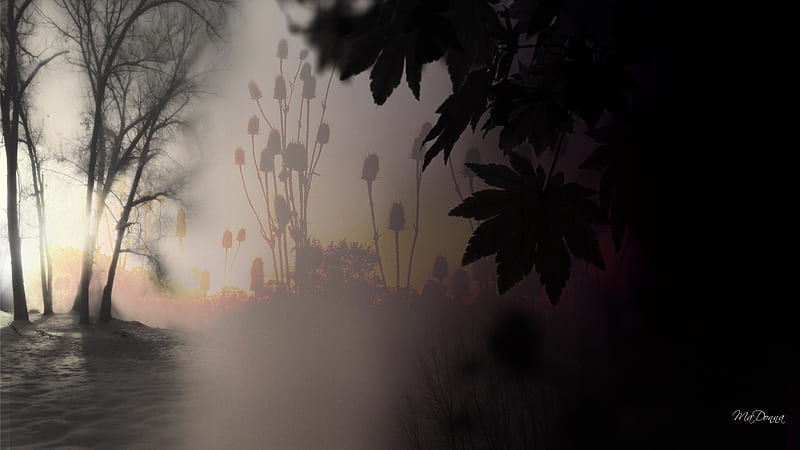 Autumn Morning, fall, autumn, tree, sunrise, thistle, misty, field, fog, HD wallpaper