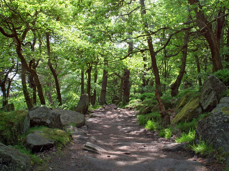 Rocky Footpath, rocks, path, trees, greenery, HD wallpaper