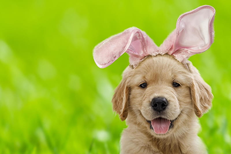 pink, tongue, puppy, caine, ears, easter, animal, cute, green, face, bunny, dog, HD wallpaper