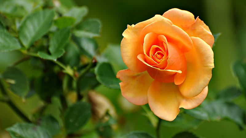orange rose-beautiful flowers graphy, HD wallpaper