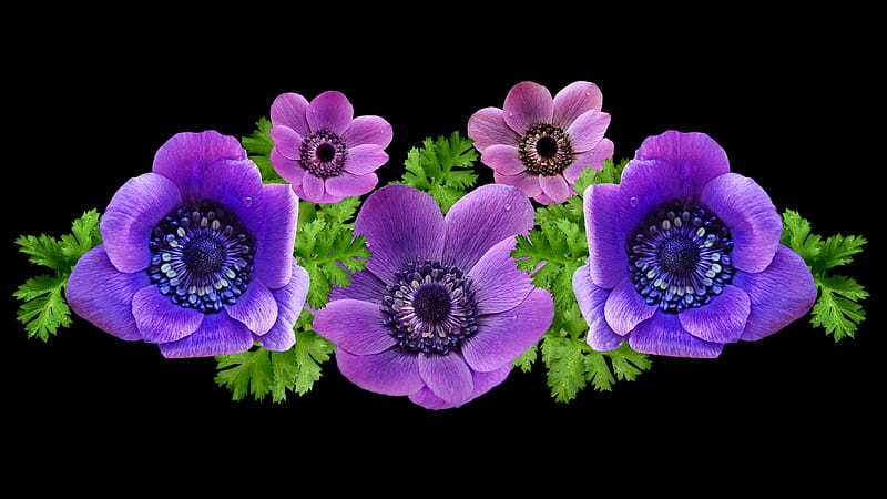 Anemones Leaves Purple Green Black Flowers Petals Hd Wallpaper Peakpx