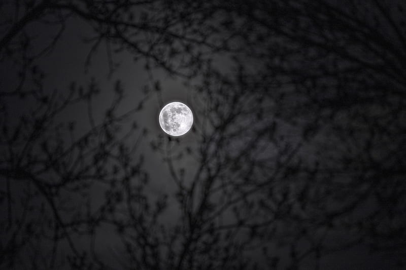 moon, branches, silhouettes, night, black and white, black, HD wallpaper