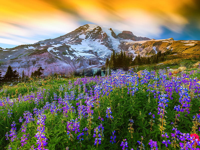 Blue Lupines on Backgroud of Mountains, snow, mountains, summer, flowers, nature, sky, lupines, HD wallpaper