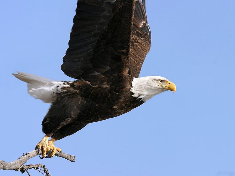 Segundos antes del despegue, águilas, garras, rapaces, vuelo, despegue,  pájaros, Fondo de pantalla HD | Peakpx