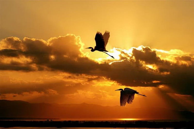 Herons Flying at Sunset, birds, herons, animals, flying, HD wallpaper