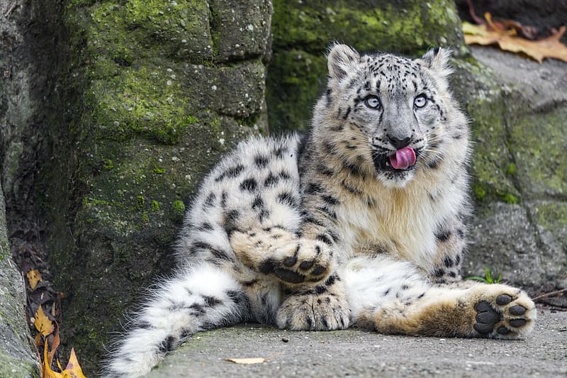 snow leopard, big cat, predator, posture, protruding tongue, HD wallpaper