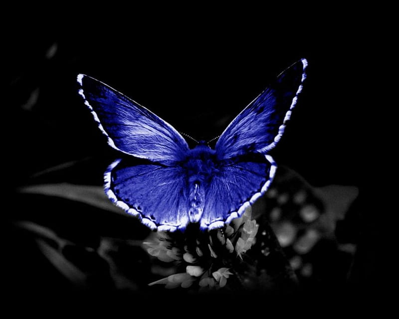 The wings of a dream, wings, butterfly, blue dreams, blue and black, bonito, two colors, HD wallpaper