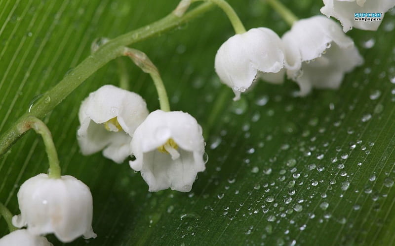 LILY OF THE VALLEY, fragrant, droplets, raindrops, plants, flowers, purity, leaf, HD wallpaper