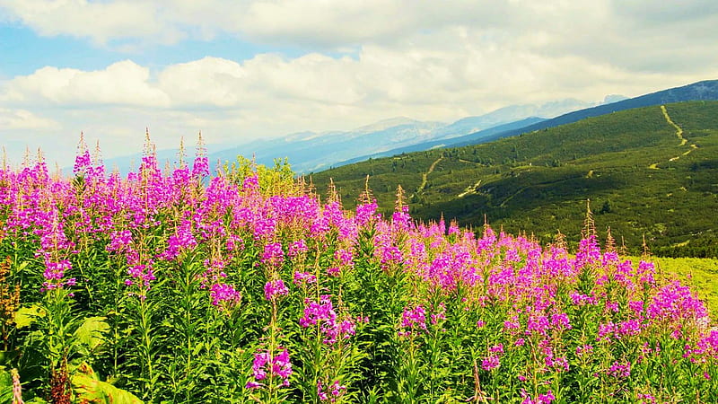 Wildflowers in the Rila Mountains, Bulgaria, landscape, sky, hills, flowers, clouds, HD wallpaper