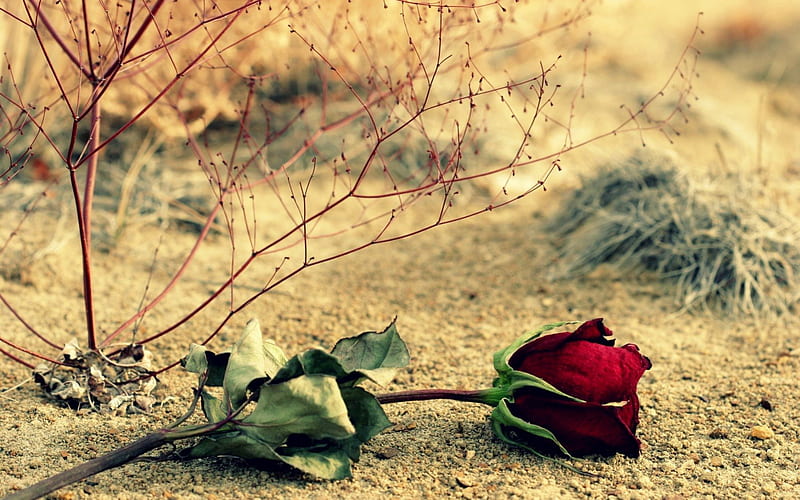 ❀✉.One Lve.✉❀, red, red roses, special, romance, rose, miss u, one, unique,  edition, HD wallpaper | Peakpx
