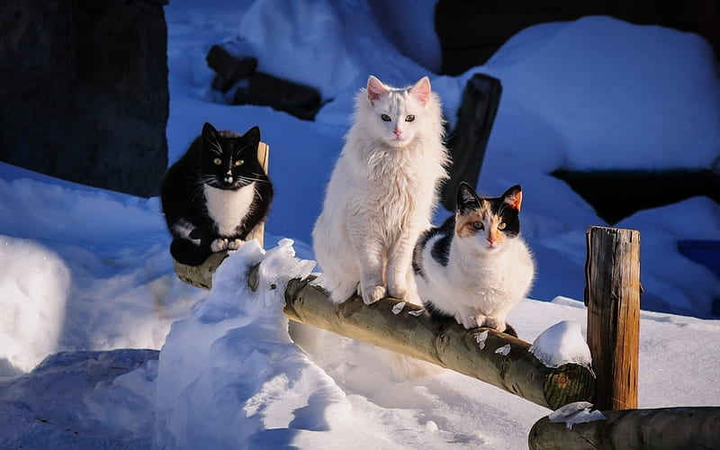 Snow Kitties, pretty, calico, snow, trio, white, cat, outdoor, winter, HD wallpaper