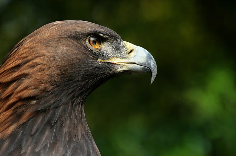 Portrait of a Golden Eagle, majestic, raptor, Bird, european, HD wallpaper
