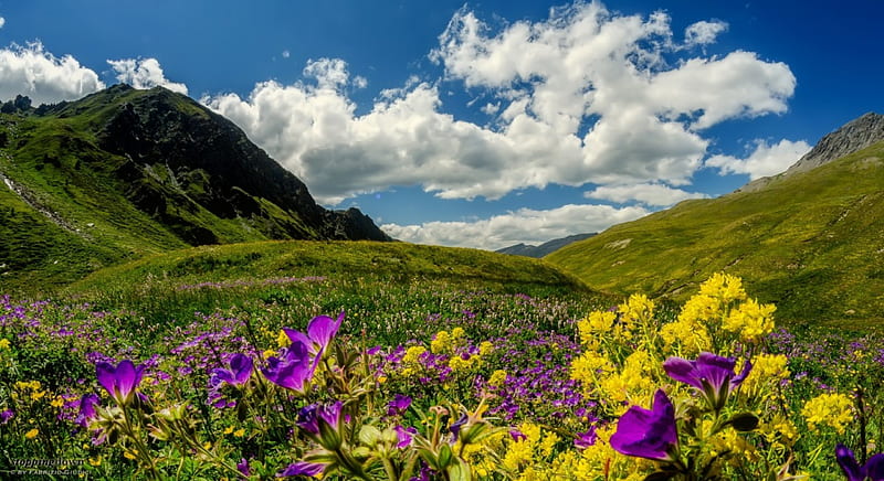 Spring mountain meadow, hills, grass, spring, freshness, mountain, wildflowers, slope, landscape, meadow, HD wallpaper