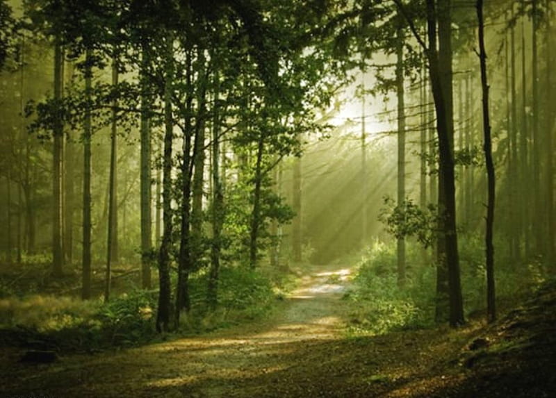 Way through the woods, forest, sun, sunlight, trees, green, rays ...