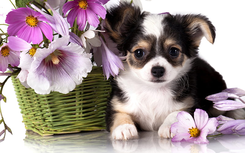 Chihuahua flowers, dogs, black-white chihuahua, cute animals, mallows, pets, Chihuahua Dog, HD wallpaper