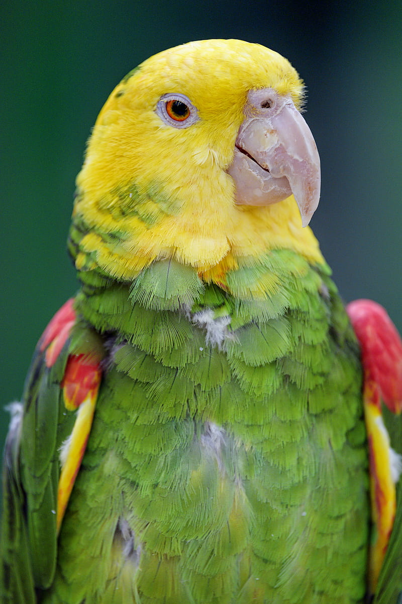 yellow-headed parrot, parrot, bird, bright, HD phone wallpaper