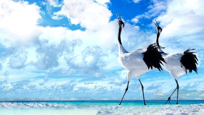 Two White Black Crane Birds Are Walking On Beach Sand Under Blue White Cloudy Sky Birds, HD wallpaper
