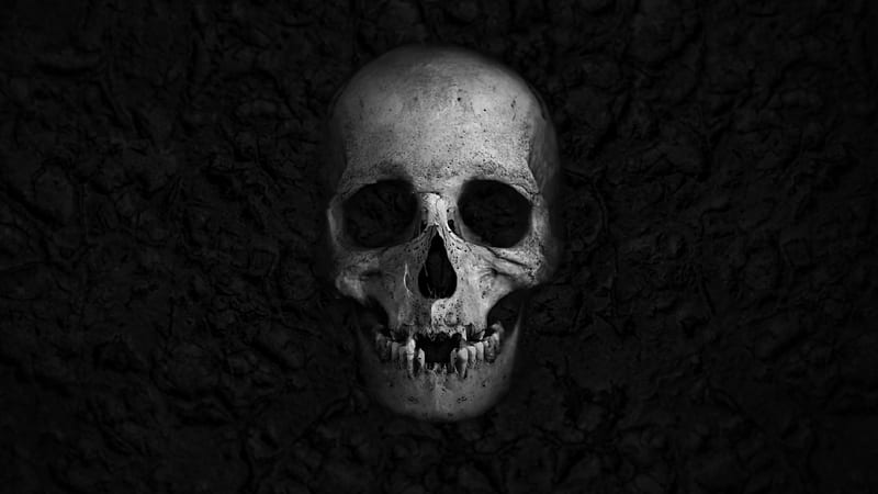 Skull, foba, HD wallpaper