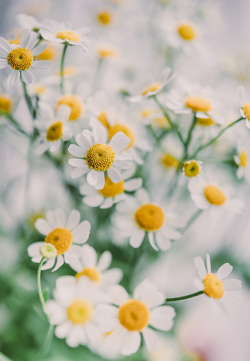 Stock of aesthetic background, bokeh, daisies, HD phone wallpaper | Peakpx