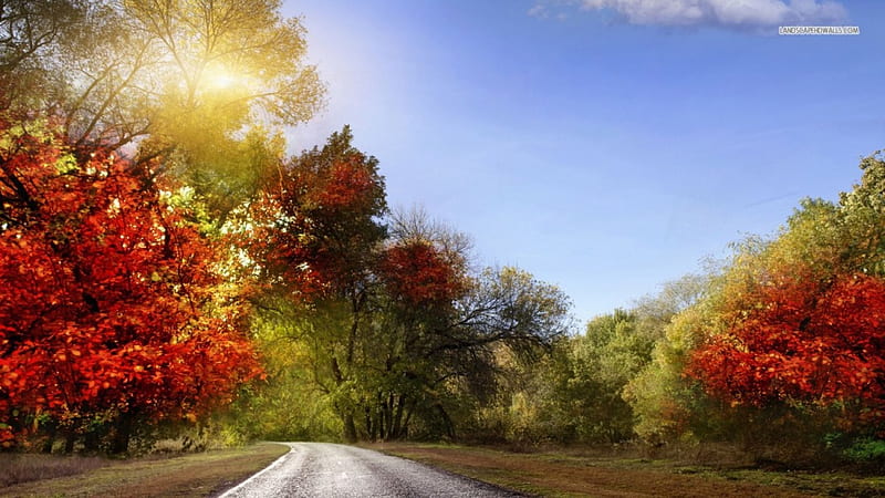 Road Leading to Autumn Forest, autumn, roads, nature, forests, trees, HD wallpaper