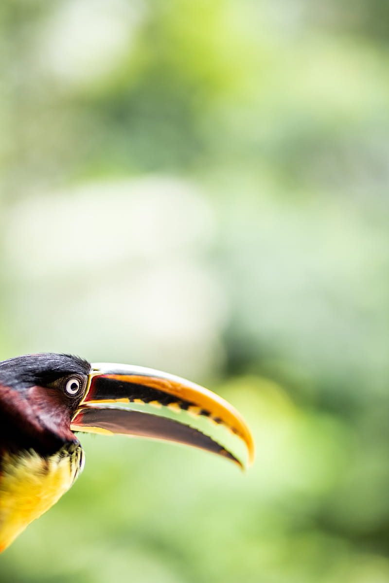 toucan, bird, beak, eye, HD phone wallpaper
