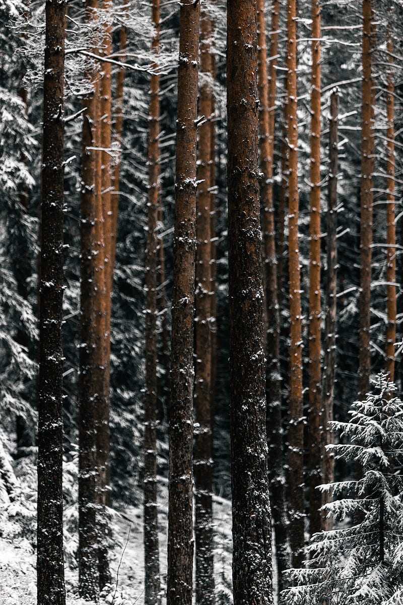 trees, pines, snow, forest, winter, HD phone wallpaper