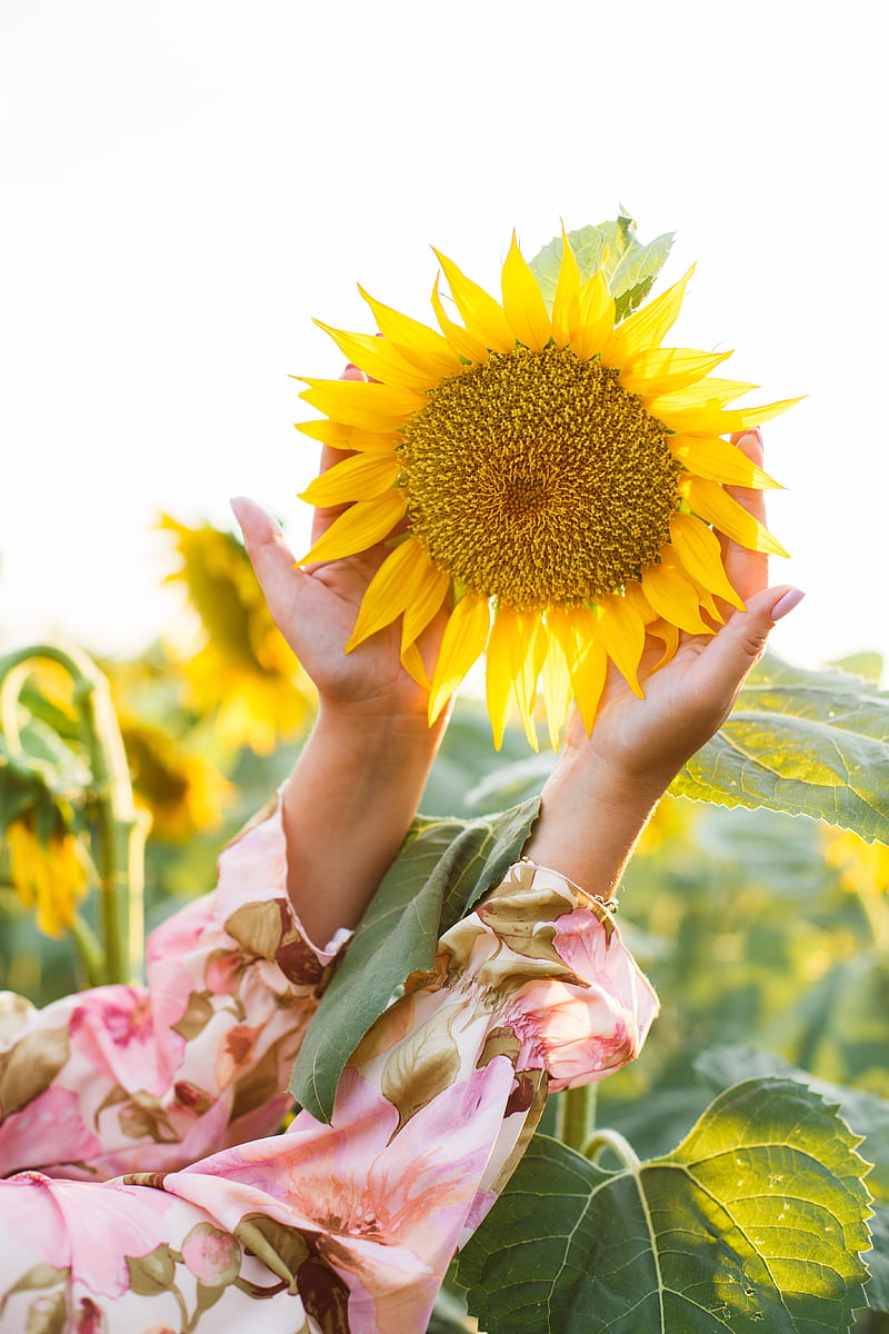 sunflower, hands, yellow, flower, petals, HD phone wallpaper