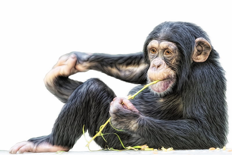 Chimpanzee and Background, Macaco, HD wallpaper