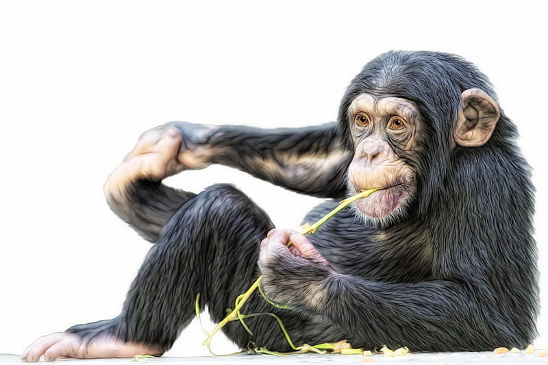 macaco chimpanzé macaco 19083671 Foto de stock no Vecteezy