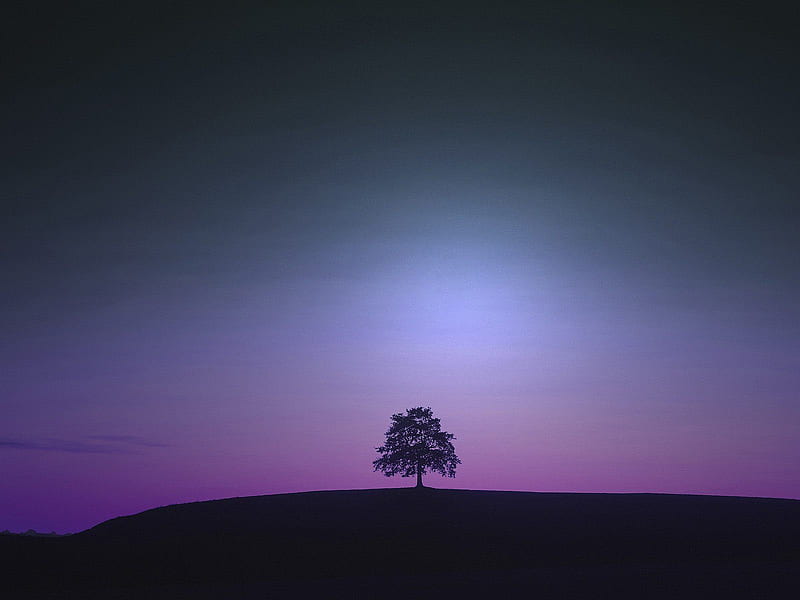 Moonglow, grass, scarlet, 3d and cg, bliss, lights, nice, fantasy, forests, hills, sunrises, art, black, abstract, forces of nature, trees, moonlights, purple, aurore, violet, hop, beautiful, grasslands, graphy, leaves, sunsets, fields, pink, blue, aurora, leaf, plants, nature, scarlat, grassland, HD wallpaper