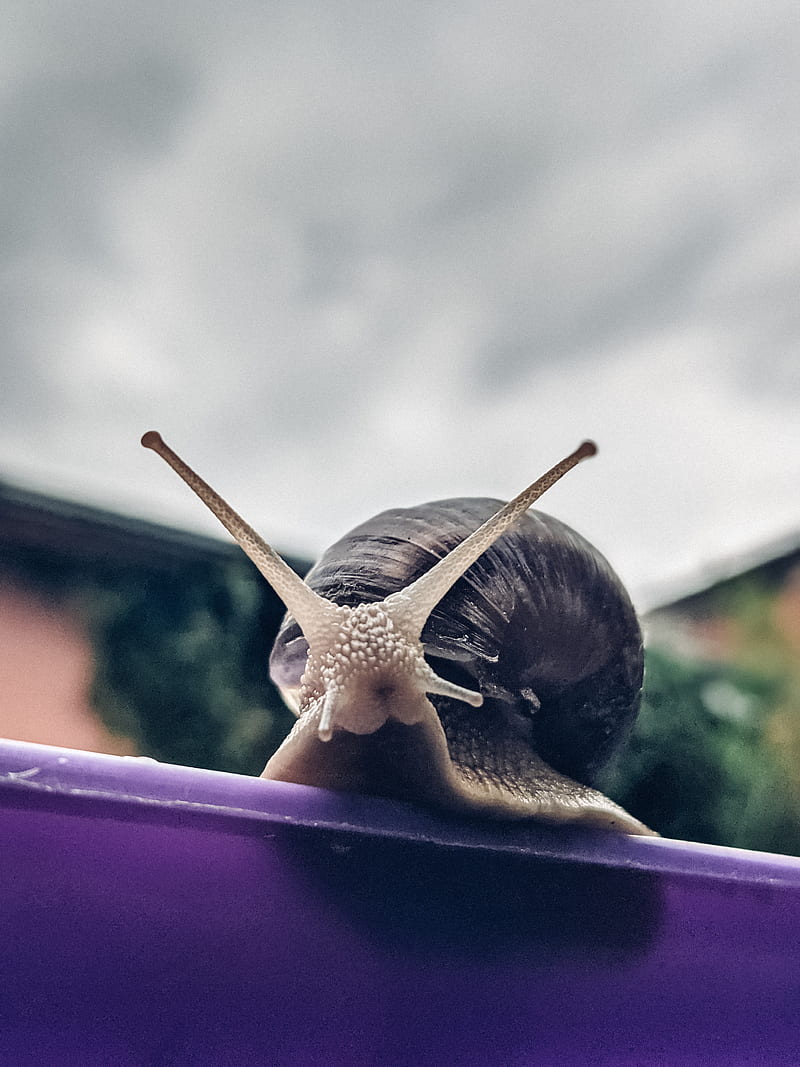 snail, mollusk, shell, macro, HD phone wallpaper