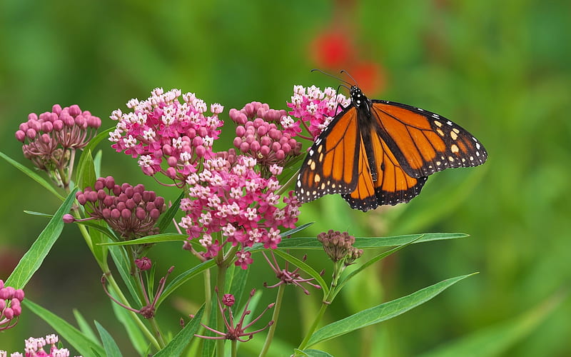 Monarch Butterfly, flower, nature, pink, butterfly, HD wallpaper | Peakpx