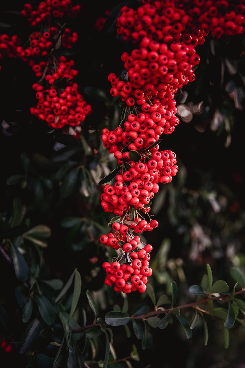 rowan, berries, red, bunches, plant, HD phone wallpaper