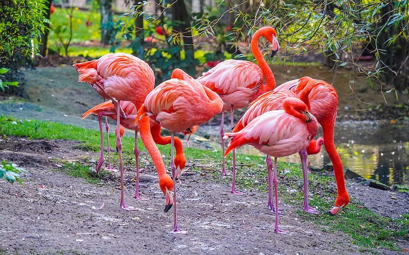 pink flamingos, beautiful pink birds, flamingos, lake, beautiful birds, HD wallpaper