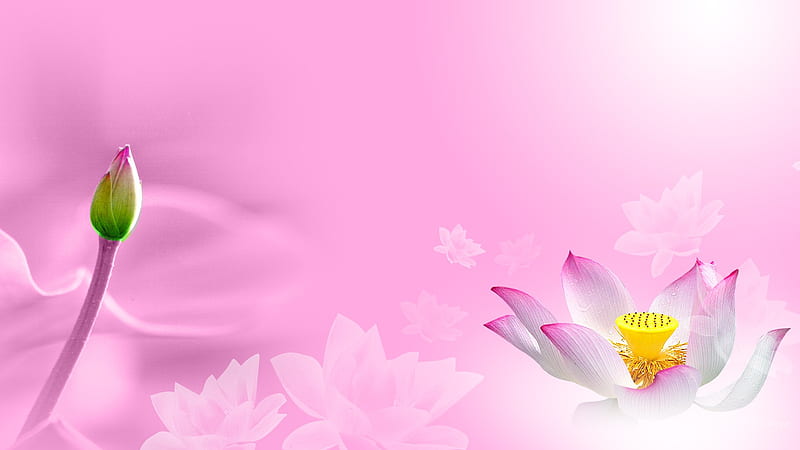 Water Lily Desire, pond, water lily, flower, summer, firefox persona, spring, pink, HD wallpaper