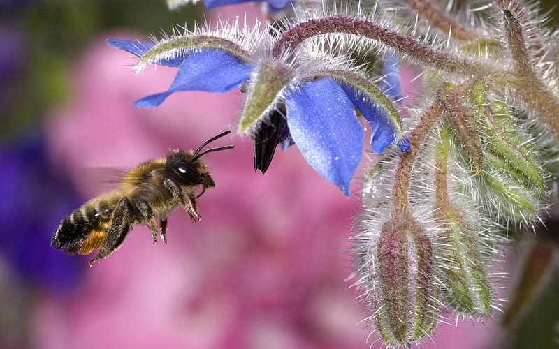 *** Bee and flower ***, pszczola, niebieski, kwiat, nature, HD wallpaper