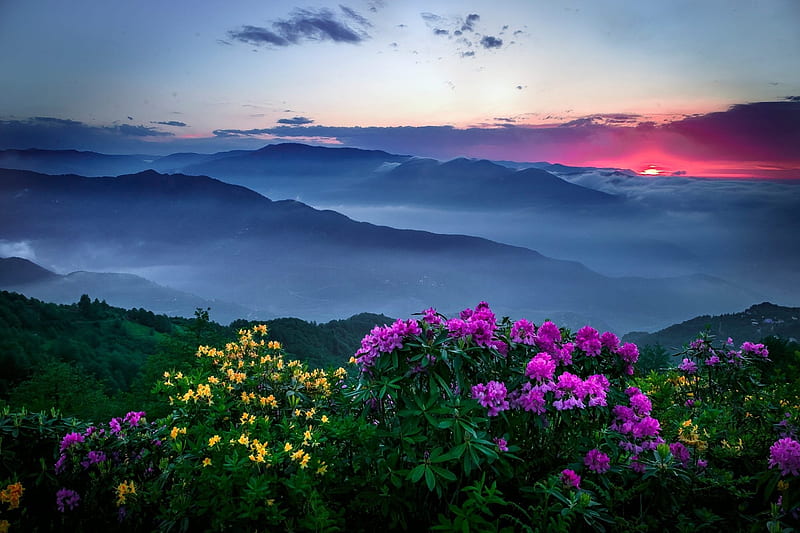 Glowing Sunset, mountains, flowers, nature, sunset, sky, fog, HD wallpaper