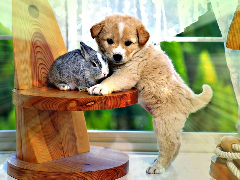 Buenos amigos, adorables, mascotas, animales bebés, cachorros, conejos,  naturaleza, Fondo de pantalla HD | Peakpx