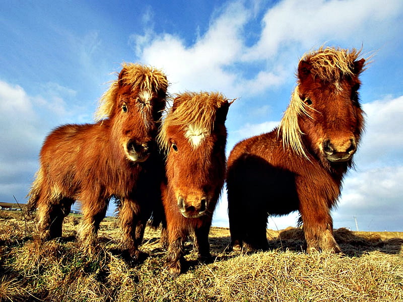 shetland ponies, cute, rare breed, green, brown, grass, three, white, small, HD wallpaper