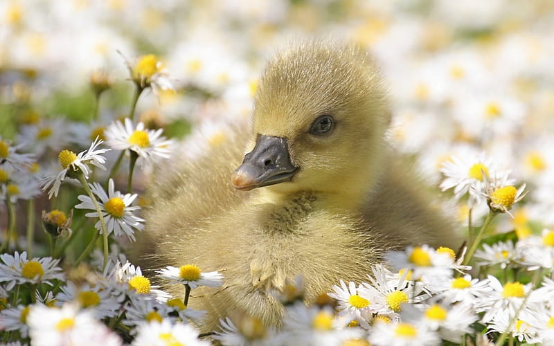 Duckling, cute, green, flower, yellow, spring, white, field, HD wallpaper